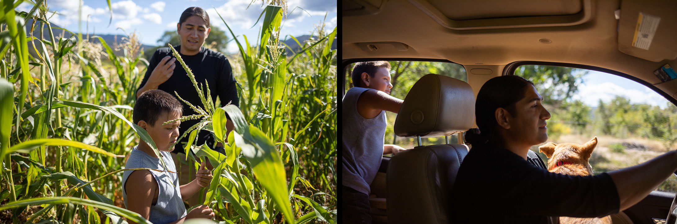 Two side-by-side photos of a man and a boy in a corn field and a man in a truck driving with a dog on his lap